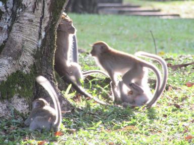 monkeysplaying
