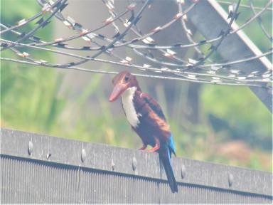 bird&wire