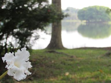 flower&view