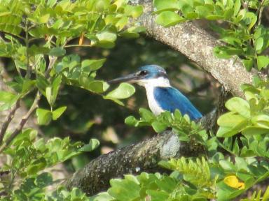 kingfisher