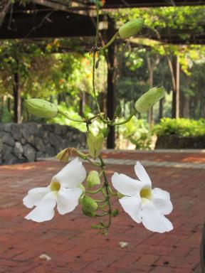 hangyflower