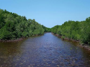 mangroves