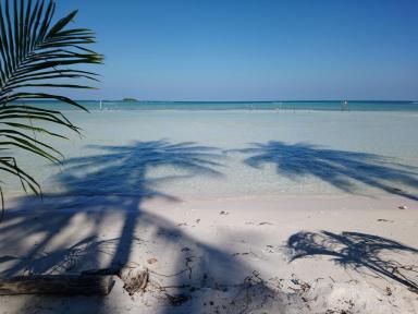 palmshadows
