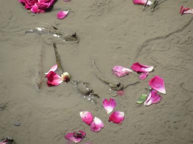 flowersonsand