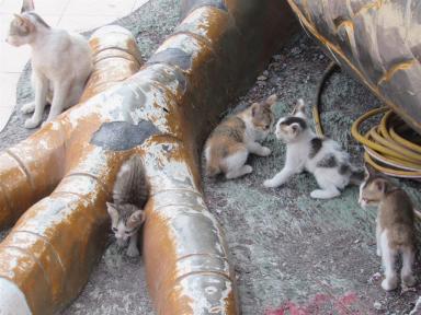 cats