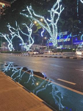 nighttrees1
