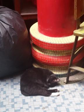 cat