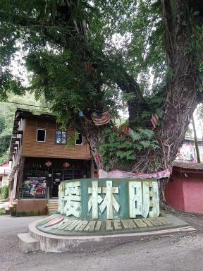 wishingtree1