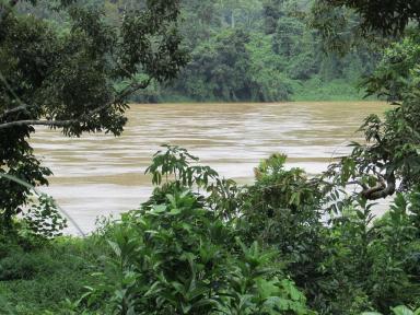 jungleriver
