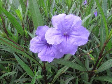 flowers5