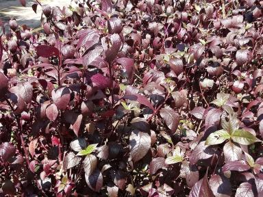 leaves