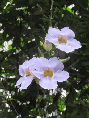 paleflowers