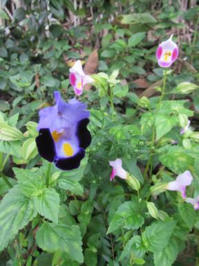 flowers3