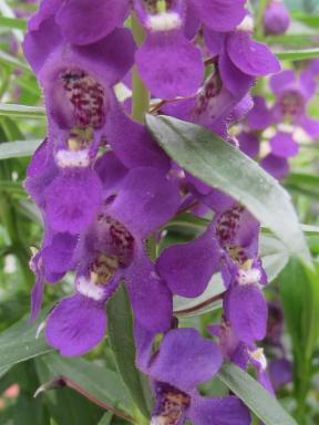flowers1