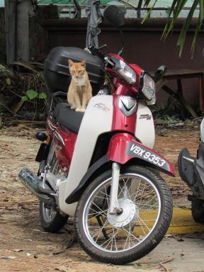 cat