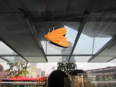 moth