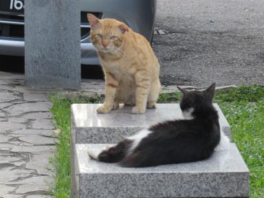 citycats
