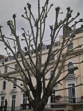 baretree