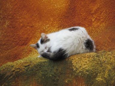cat