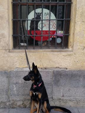 dog