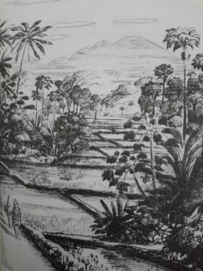 ricefields