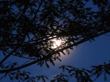 moonintrees