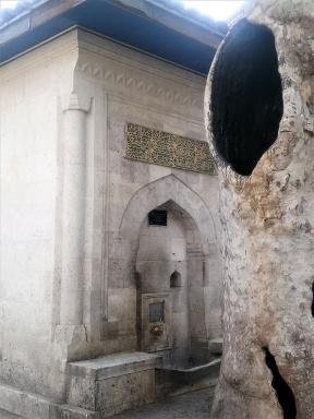 tree&fountain