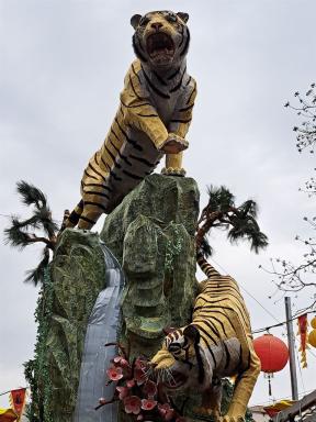 tigers