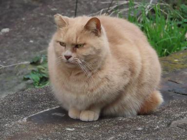 cat