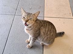 157172