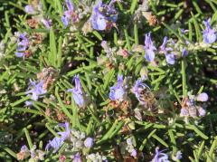 161144